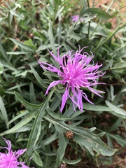 Centaurea × gerstlaueri
