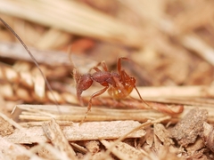 Neivamyrmex nigrescens