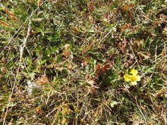 Potentilla frigida