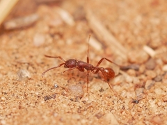 Neivamyrmex nigrescens