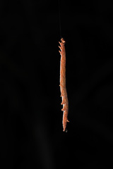 Ophiusa tirhaca