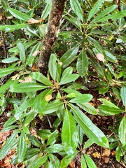 Rhododendron maximum