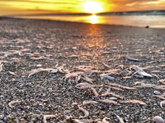 Eumalacostraca