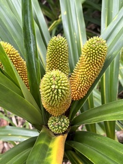 Pandanaceae