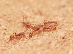 Neivamyrmex nigrescens