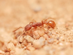 Neivamyrmex nigrescens