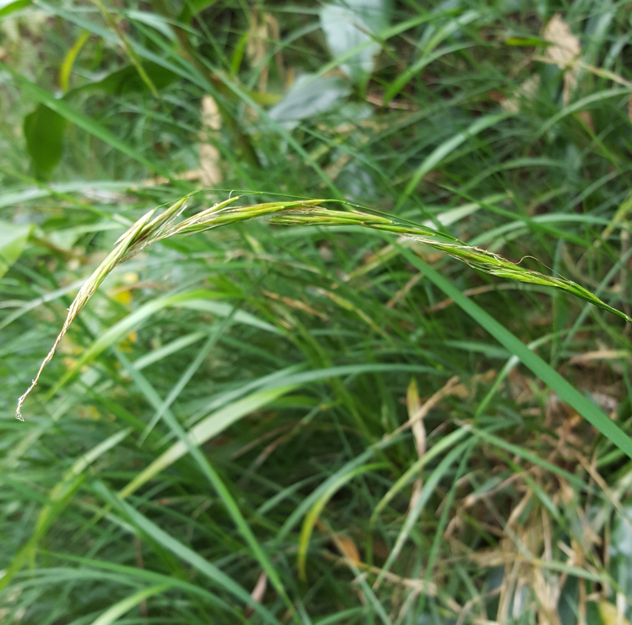 (c) François Rousseu, certains droits réservés (CC BY-NC) https://www.inaturalist.org/observations/139649008