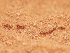 Neivamyrmex nigrescens