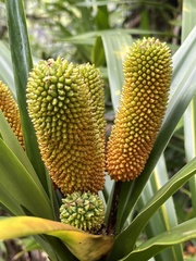 Pandanaceae