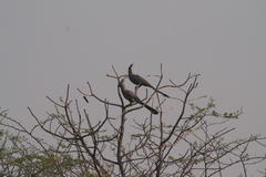 Corythaixoides concolor