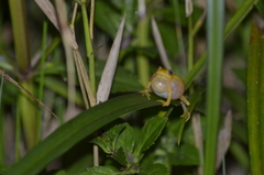 Dendropsophus minutus