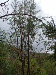 Empleurum unicapsulare