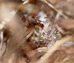 Neivamyrmex nigrescens