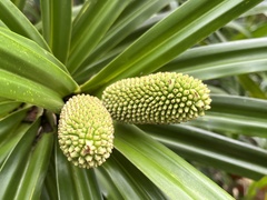 Pandanaceae