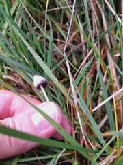 Psilocybe semilanceata