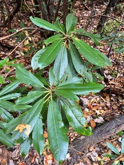 Rhododendron maximum