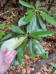 Rhododendron maximum