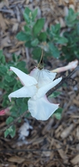 Mandevilla lanuginosa