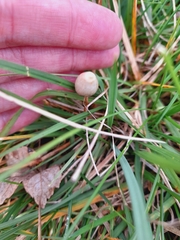 Psilocybe semilanceata