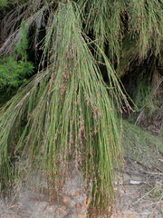 Platycaulos callistachyus