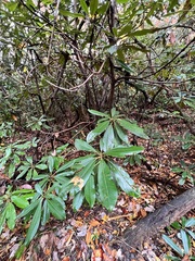 Rhododendron maximum