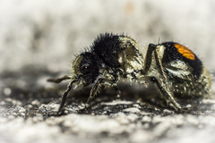 Hoplomutilla spinosa