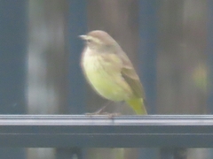 Setophaga palmarum hypochrysea