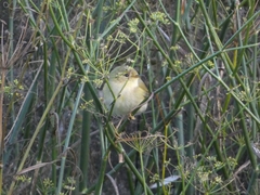 Phylloscopus ibericus