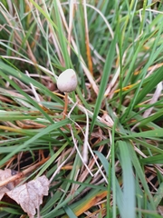 Psilocybe semilanceata