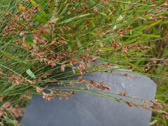 Platycaulos callistachyus
