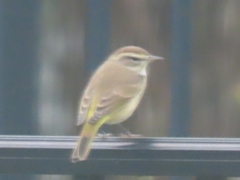 Setophaga palmarum hypochrysea