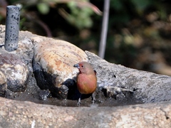 Lagonosticta rhodopareia