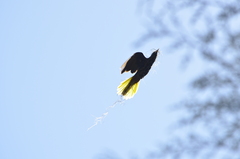 Psarocolius decumanus