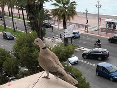 Streptopelia decaocto