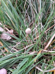 Psilocybe semilanceata