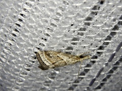 Microchilo inouei