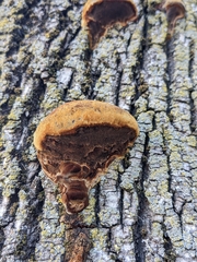 Phellinus pomaceus