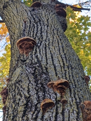Phellinus pomaceus