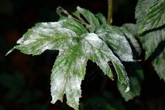 Podosphaera filipendulae