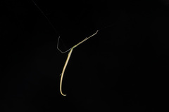 Ariamnes cylindrogaster