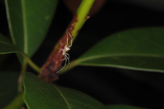 Thwaitesia margaritifera