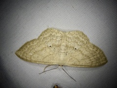 Scopula ignobilis