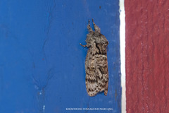 Pheosiopsis irrorata