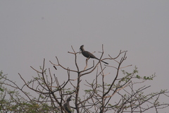 Corythaixoides concolor