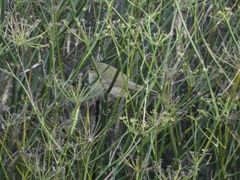 Phylloscopus ibericus