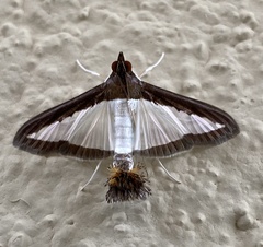 Diaphania