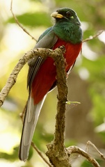 Apaloderma narina