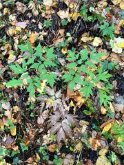 Actaea