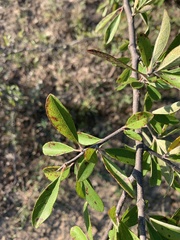 Sideroxylon lanuginosum