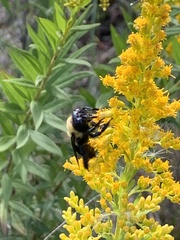 Xylocopa virginica texana